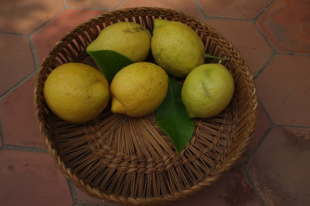 Ma récolte "local & Bio" des citrons du jardin