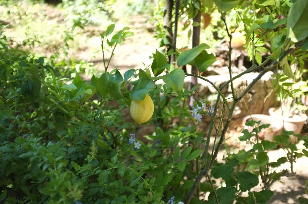 un citron du jardin bien mûr pour ce cake sans gluten ni lactose